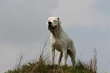 DOGUE ARGENTIN 430